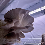 Active Grow Mushroom Fruiting & Incubation 3-Tier Walden White LED Grow Tent Kit