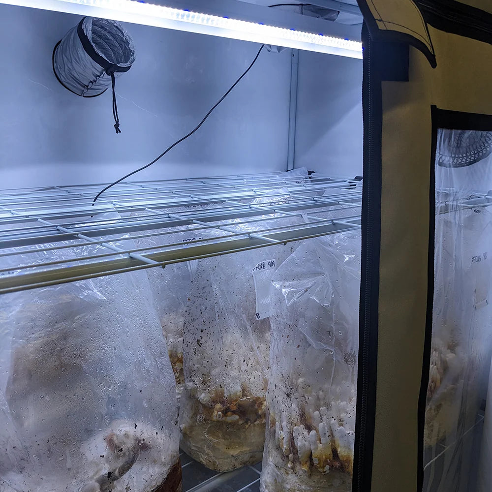 Active Grow Mushroom Fruiting & Incubation 3-Tier Walden White LED Grow Tent Kit