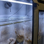 Active Grow Mushroom Fruiting & Incubation 3-Tier Walden White LED Grow Tent Kit